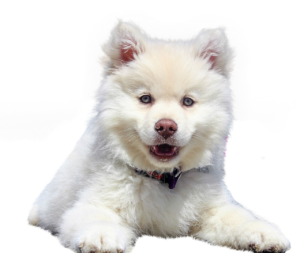 dog, isolated, animal, white, purebred dog, domestic animal, dear, naturally, small dog, race, dog look, young dog, cute, small, dog photography, dog, dog, dog, dog, dog